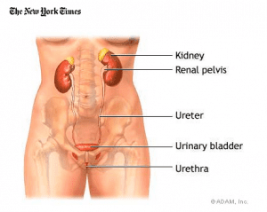 Female Urinary Tract