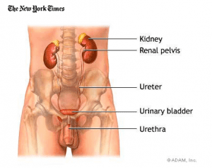 Male Urinary Tract