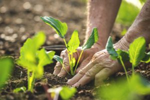 gardening